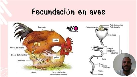 Esquema del proceso de fecundación interna en aves