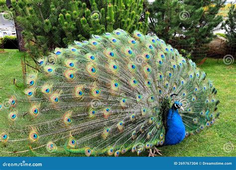 Pavo real exhibiendo su cola