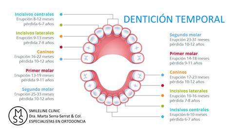 Esquema de las etapas de la dentición infantil, mostrando la erupción de los dientes temporales y permanentes