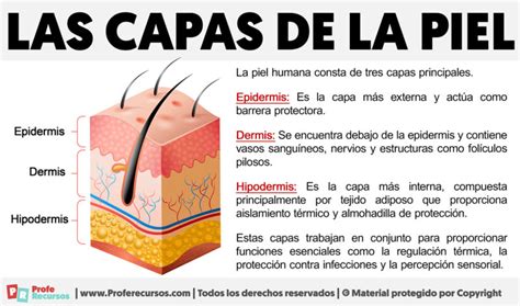 Esquema de las capas de la piel y cómo se ven afectadas por diferentes patologías comunes en niños.