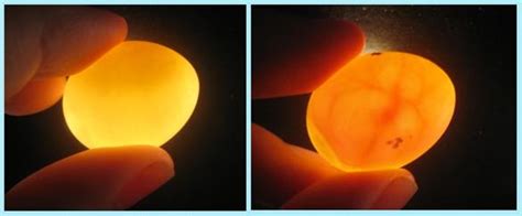 Foto de huevos de goldfish fecundados (amarillentos) y no fecundados (blancos y con hongos)