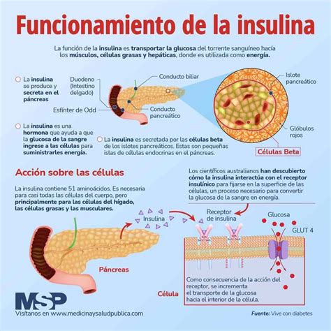 Esquema de la función de la insulina en el cuerpo humano