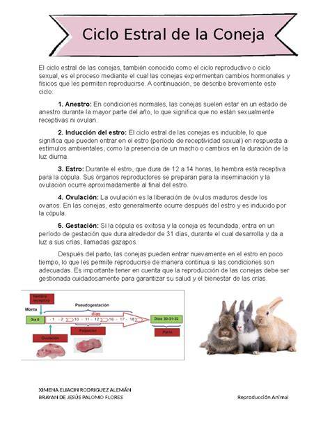 Esquema del ciclo reproductivo de las conejas