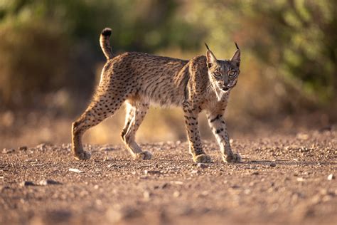 Fotografía de un lince ibérico