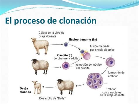 Diagrama que explica el proceso de clonación animal