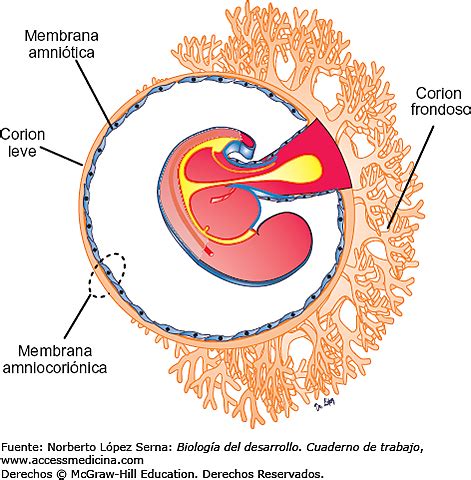 Diagrama que muestra la placenta y las vellosidades coriónicas en el útero