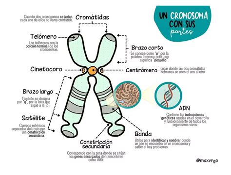 Infografía mostrando los cromosomas y explicando las trisomías comunes