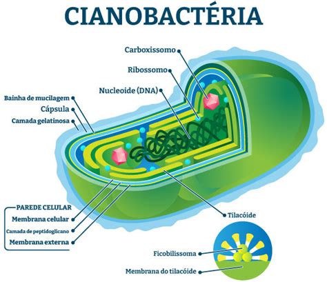 Esquema de las cianobacterias filamentosas en una piscina