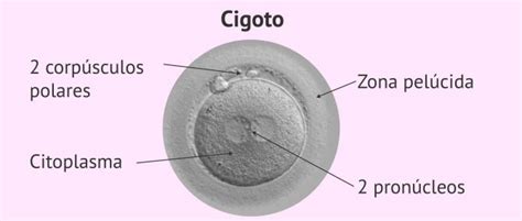 Microfotografía de un cigoto con dos pronúcleos (PN) y dos corpúsculos polares (CP).