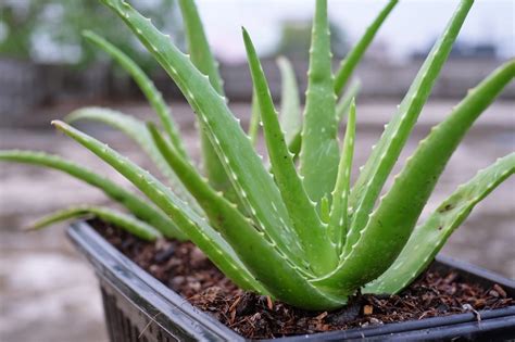 Planta de Aloe Vera en su entorno natural