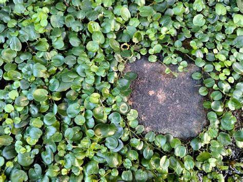 Campo de Dichondra micrantha cubriendo el suelo