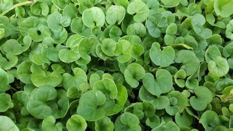 Primer plano de las hojas en forma de riñón de Dichondra micrantha