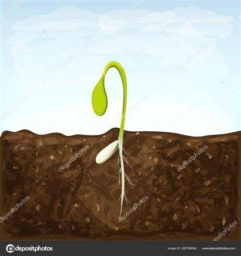 Ilustración de semillas de Dichondra germinando en el suelo