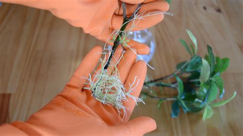 Esquema de cómo cortar y plantar esquejes de Dichondra
