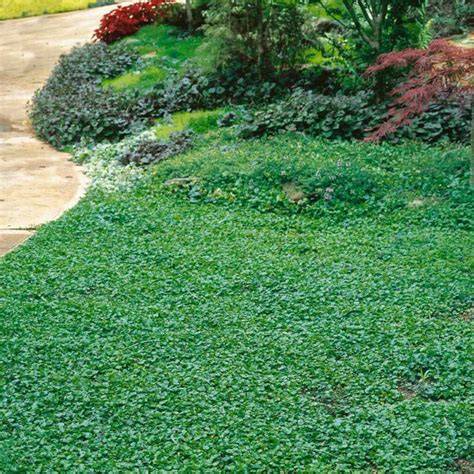 Jardín moderno utilizando Dichondra micrantha como cubierta del suelo