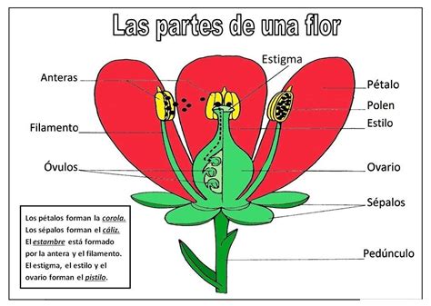 Esquema de las partes de una flor con órganos reproductores