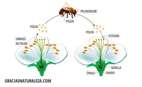Diagrama que muestra la transferencia de polen a un pistilo y la posterior fecundación