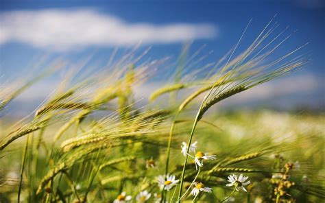 Campo de trigo con polen dispersándose por el viento