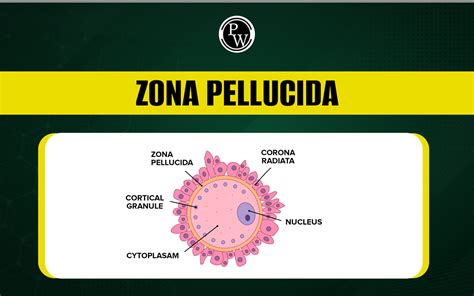 Ilustración detallada de la estructura de la Zona Pelúcida, mostrando sus capas y la composición de glicoproteínas.