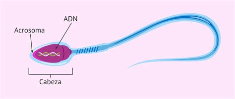Corte transversal de la cabeza de un espermatozoide, destacando la ubicación y el contenido enzimático del acrosoma.