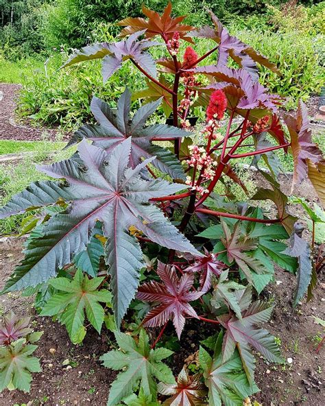 Esquema de la planta Ricinus communis y sus semillas