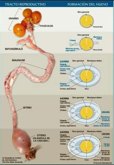 Esquema del sistema reproductivo de una gallina con énfasis en el oviducto y el almacenamiento de esperma