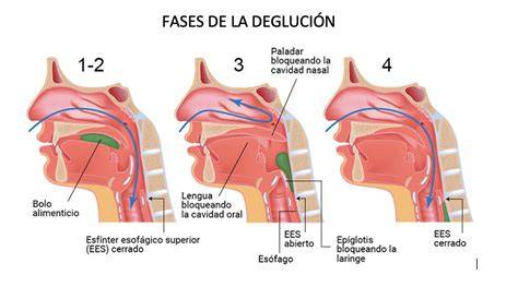 Esquema de la anatomía orofaríngea del neonato durante la deglución, mostrando la elevación de la laringe y el velo del paladar