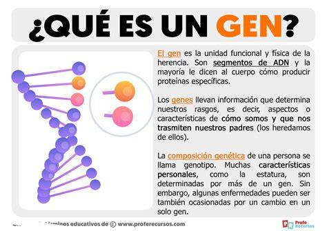 infografía sobre tipos de genes y su función en el cáncer