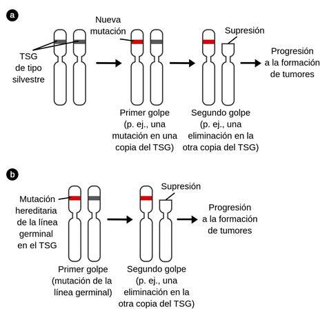 esquema de la teoría del segundo golpe de Knudson