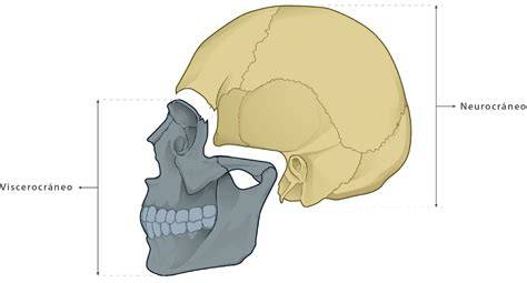 Esquema del cráneo fetal mostrando la división entre neurocráneo y esplacnocráneo