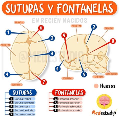 Infografía mostrando la ubicación de las principales suturas y fontanelas del cráneo fetal