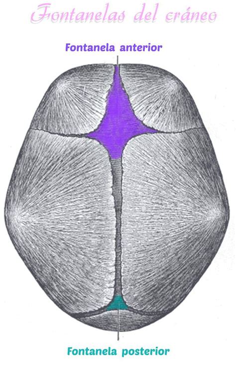 Diagrama de las fontanelas del cráneo fetal, incluyendo las laterales