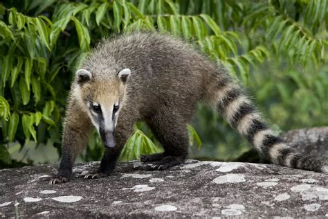 Esquema de las características físicas de un coatí