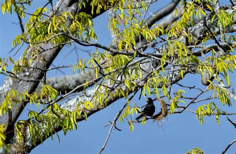 Coatí hembra construyendo un nido en la rama de un árbol