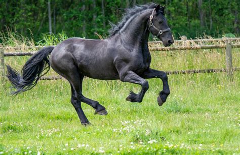 Foto de equino deportivo
