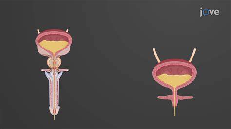 Ilustración esquemática de la lubricación de la uretra durante la eyaculación