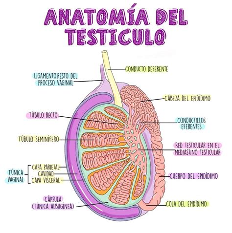 Esquema anatómico del escroto y testículos de un macho cabrío mostrando las colas prominentes de los epidídimos