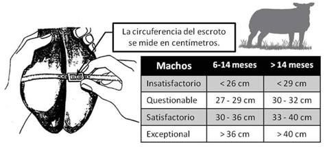 Fotografía de un veterinario midiendo la circunferencia escrotal en un macho cabrío