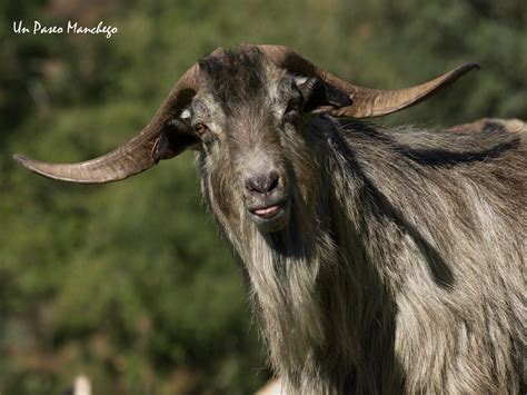 Un macho cabrío y cabras en un entorno rural, mostrando la interacción natural