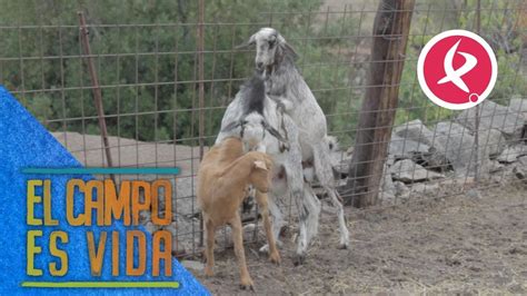 Fotografía de un apareamiento o monta de cabras
