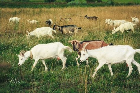 Rebaño de cabras en el campo, ilustrando el número de hembras
