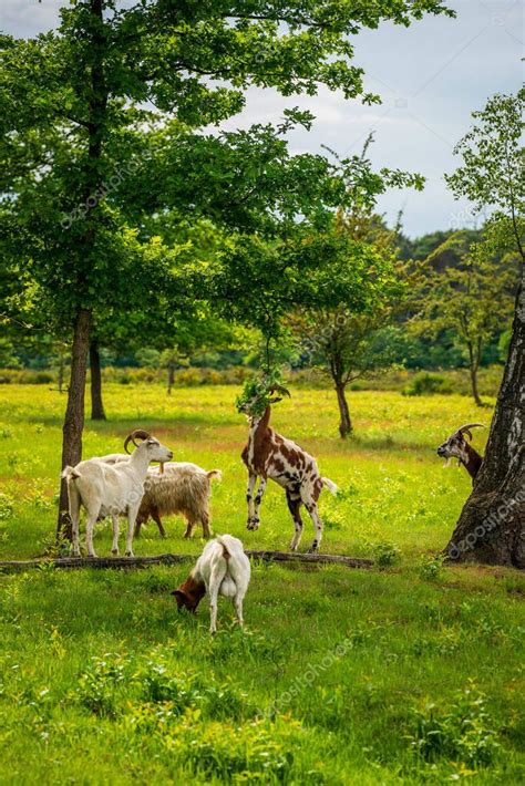 Machos y cabras pastando tranquilamente en un entorno natural
