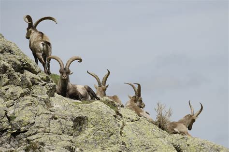 Grupo de machos cabríos de una misma raza, algunos con cuernos y otros sin ellos
