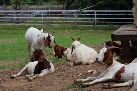 Grupo de cabras con un solo macho reproductor en un cercado