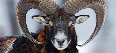 Un joven macho cabrío con un pelaje llamativo y una capa galana