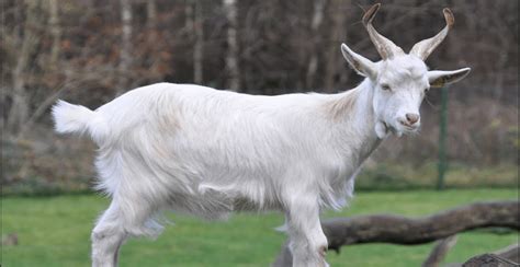 Imagen de un chivo joven, en proceso de desarrollo hacia la madurez sexual