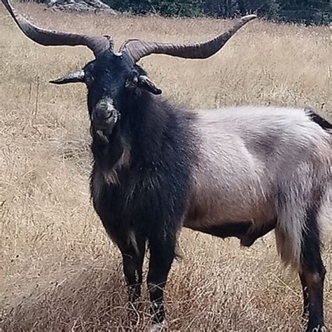 Macho cabrío adulto de raza de cabra, con apariencia imponente