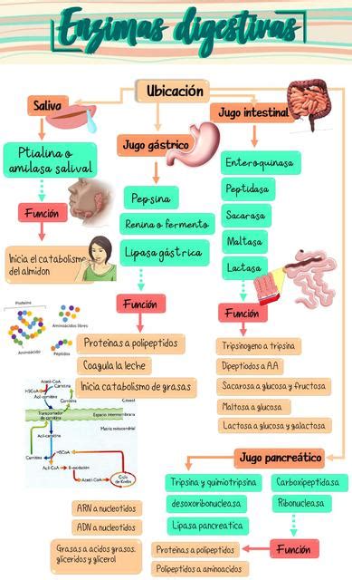 Esquema de las enzimas digestivas y su acción en el proceso digestivo