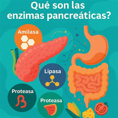 Infografía: Impacto de las enzimas pancreáticas en la diarrea persistente infantil