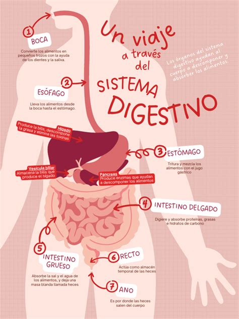 Infografía mostrando el sistema digestivo infantil